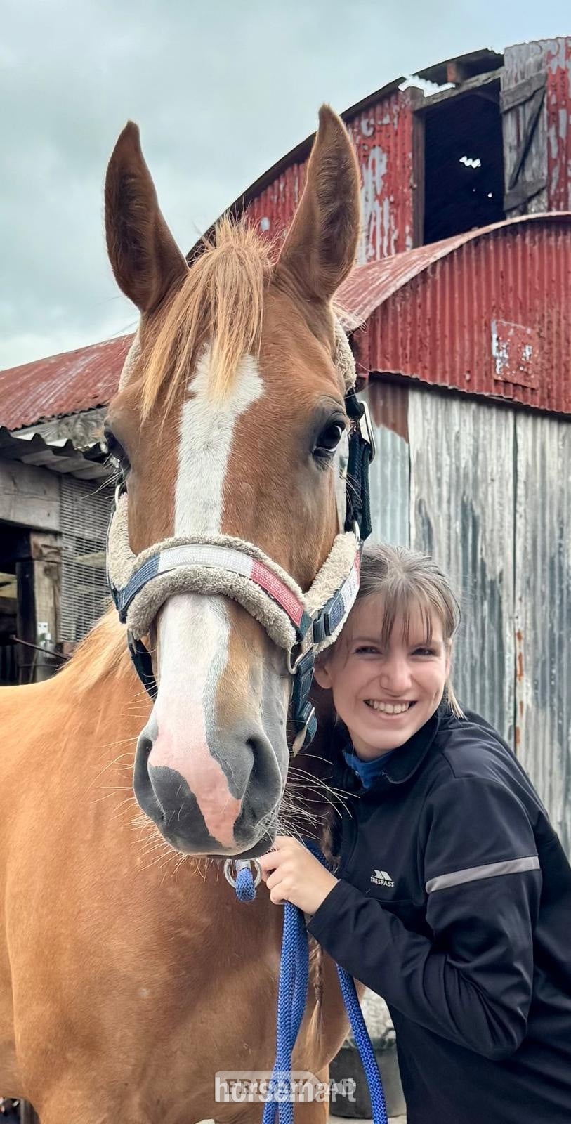 "Giraffe " Chestnut Roan Mare Young Sport Horse - Horses