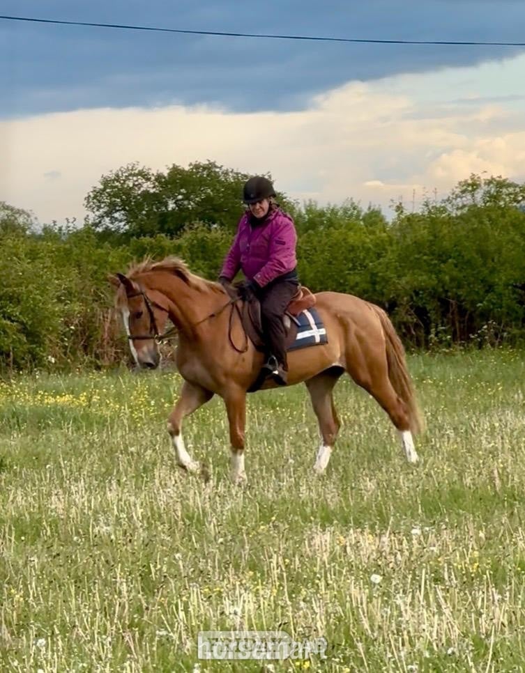 "Giraffe " Chestnut Roan Mare Young Sport Horse