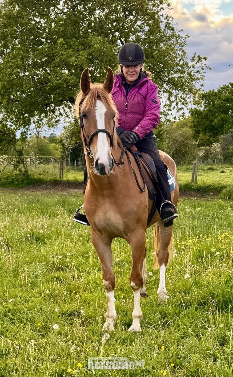 "Giraffe " Chestnut Roan Mare Young Sport Horse - Horses in Telford