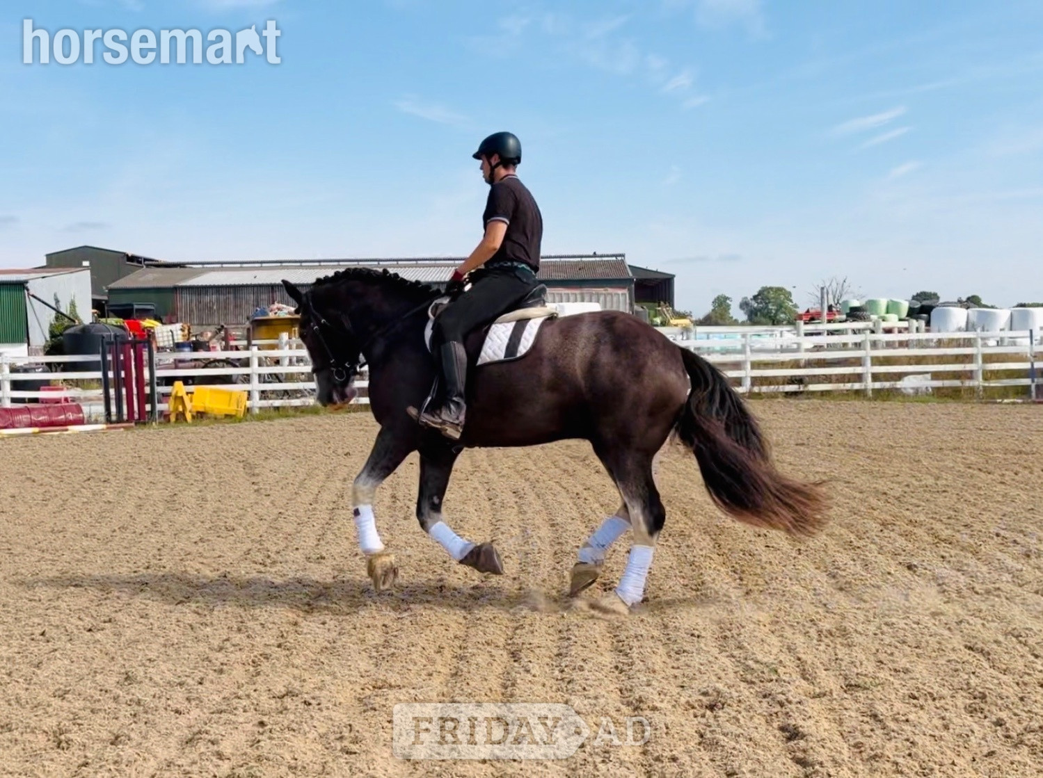 "Neville: talented, quiet Allrounder &amp; ladies’ Hunt horse" Blue Roan Gelding All Rounder - Horses in Raheen