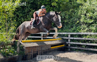 "Neville: talented, quiet Allrounder &amp; ladies’ Hunt horse" Blue Roan Gelding All Rounder
