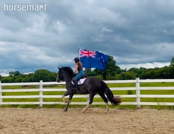 "one in a million ride, gentle, quiet, easy allrounder" Blue Roan Gelding All Rounder