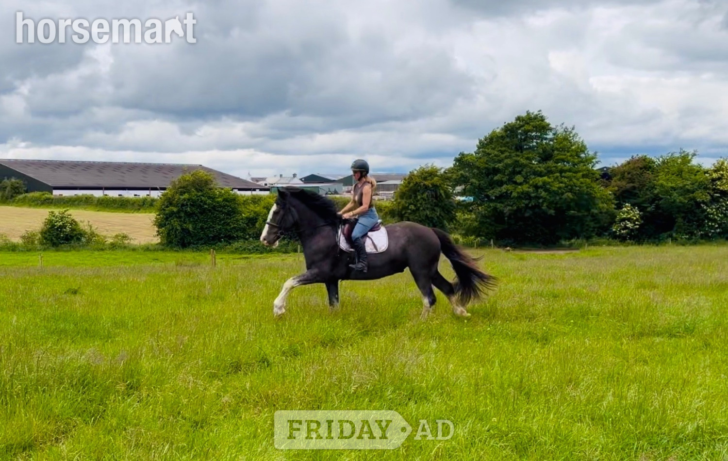 "Neville: talented, quiet Allrounder &amp; ladies’ Hunt horse" Blue Roan Gelding All Rounder