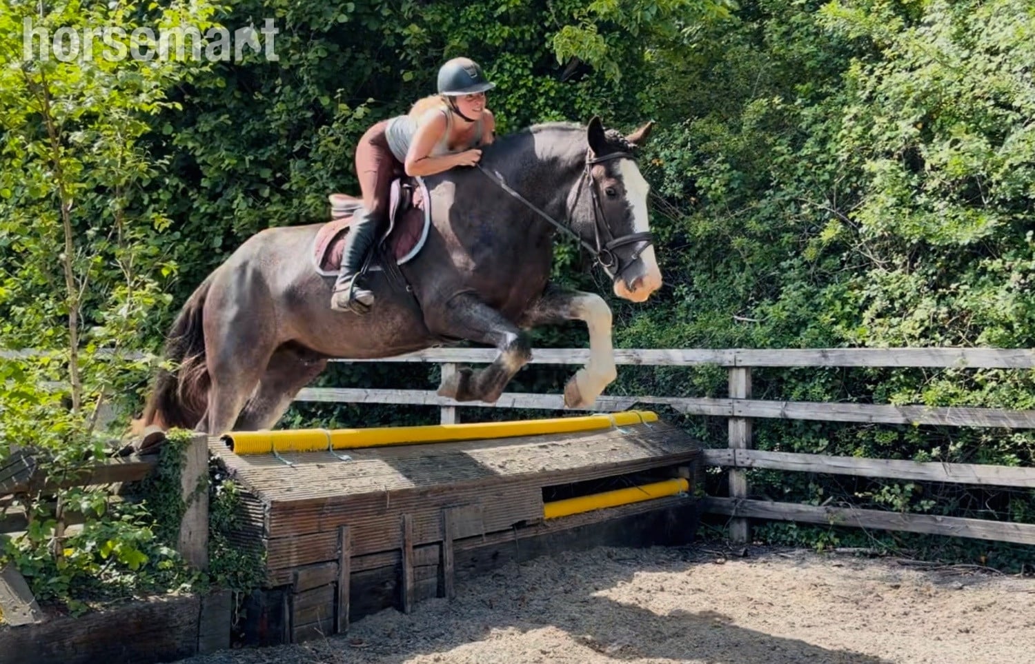 "one in a million ride, gentle, quiet, easy allrounder" Blue Roan Gelding All Rounder