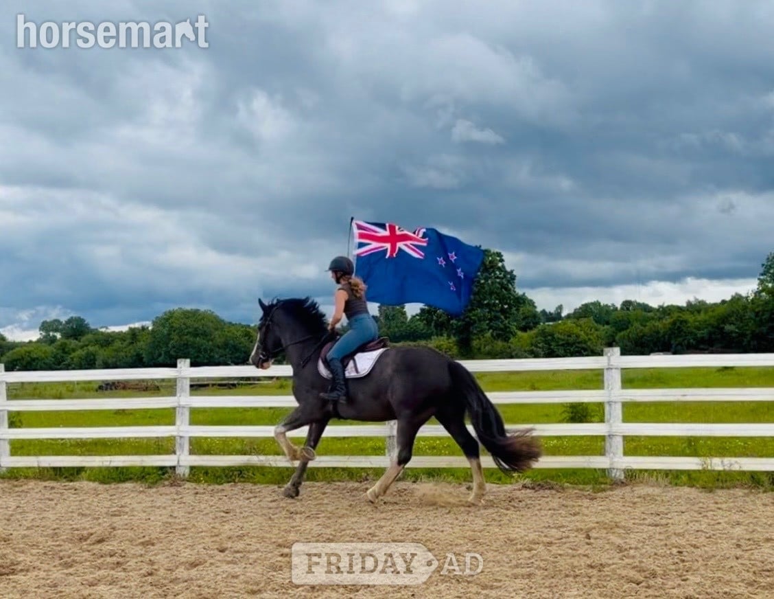 "one in a million ride, gentle, quiet, easy allrounder" Blue Roan Gelding All Rounder in Raheen