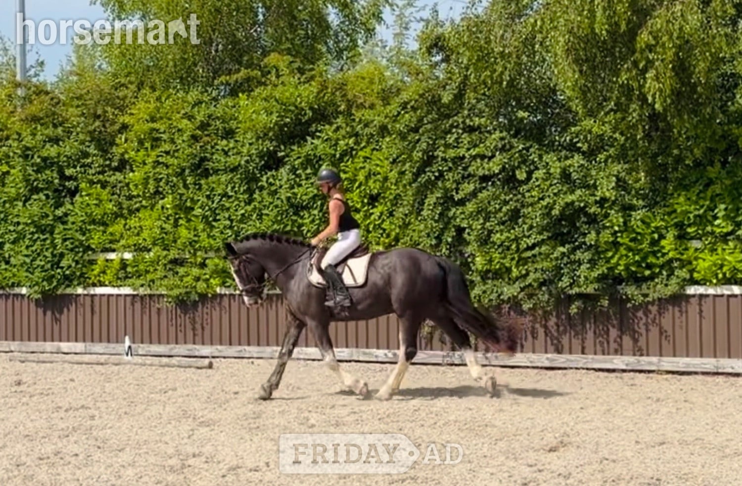 Raheen "one in a million ride, gentle, quiet, easy allrounder" Blue Roan Gelding All Rounder