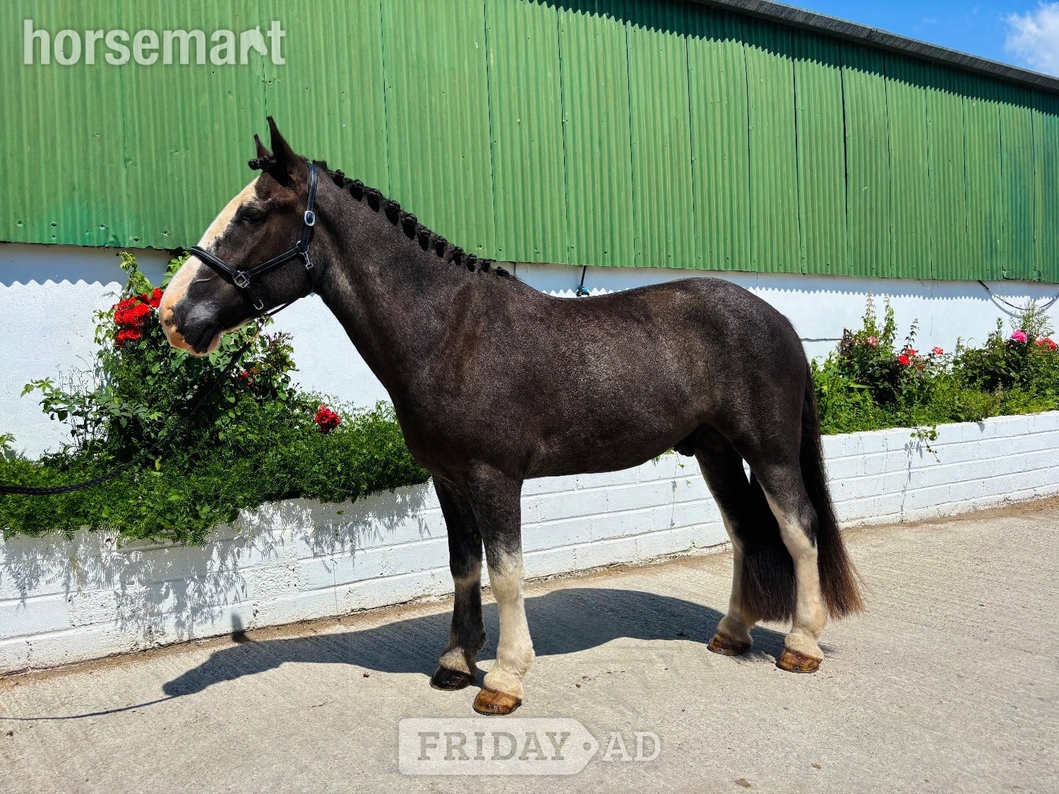 "one in a million ride, gentle, quiet, easy allrounder" Blue Roan Gelding All Rounder - Horses in Raheen