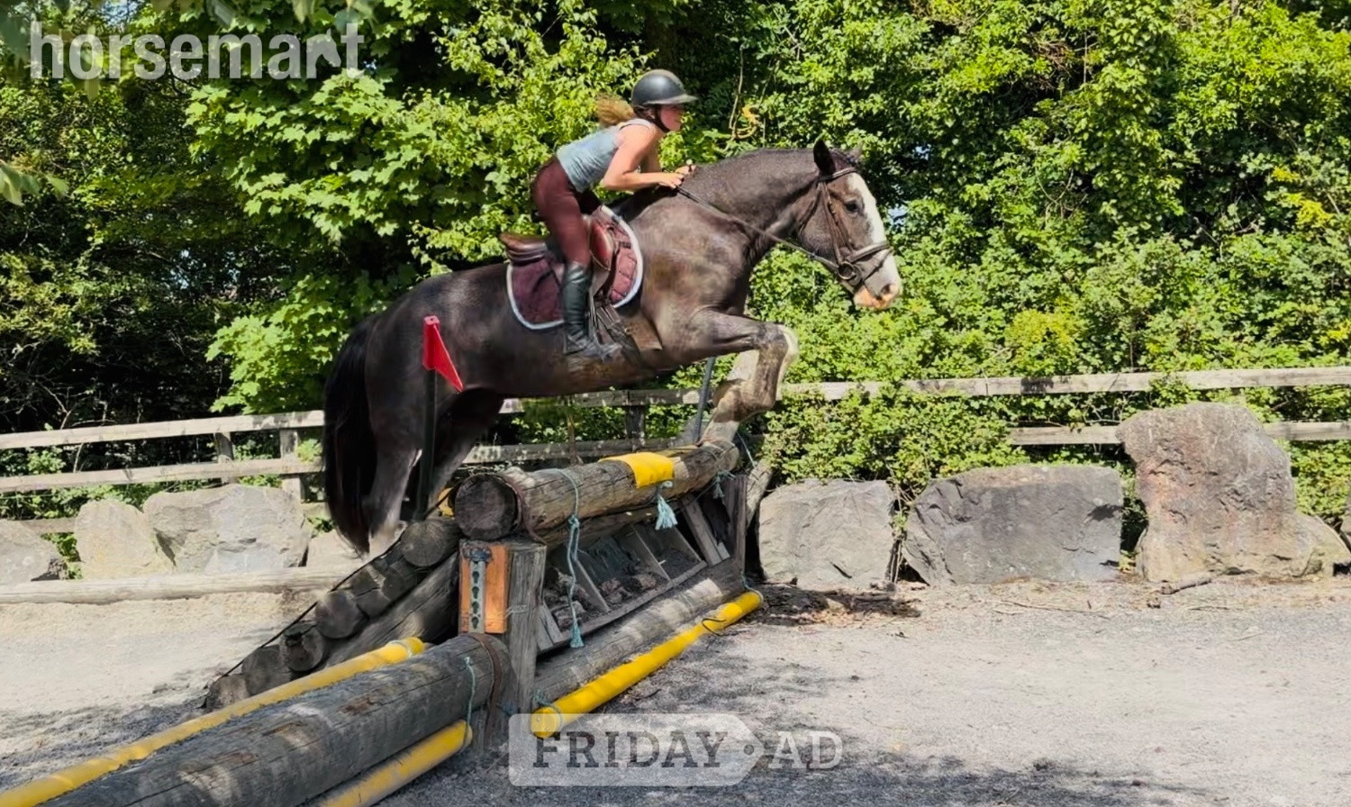 Raheen "Neville: talented, quiet Allrounder &amp; ladies’ Hunt horse" Blue Roan Gelding All Rounder