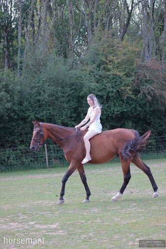 "Teddy " Bay Gelding Ex Racehorse