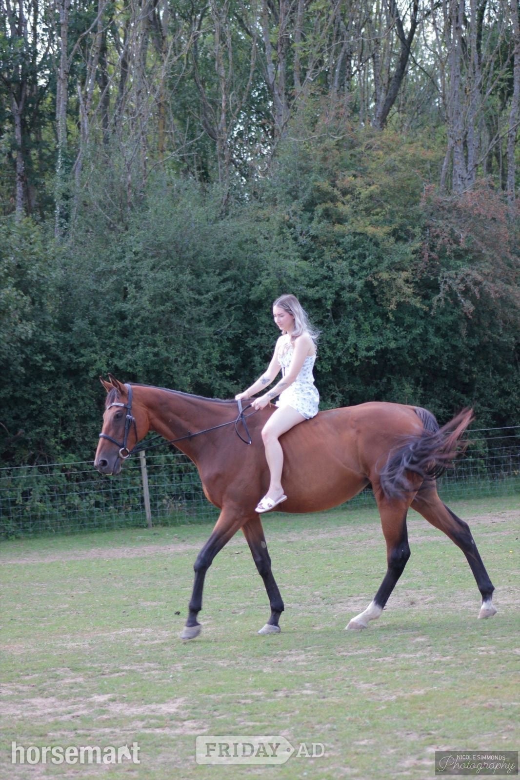 "Teddy " Bay Gelding Ex Racehorse in Crawley