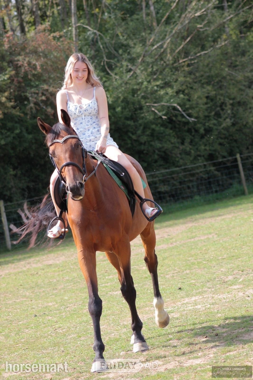 "Teddy " Bay Gelding Ex Racehorse