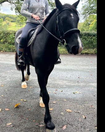 "Waffle" Black Gelding Happy Hacker