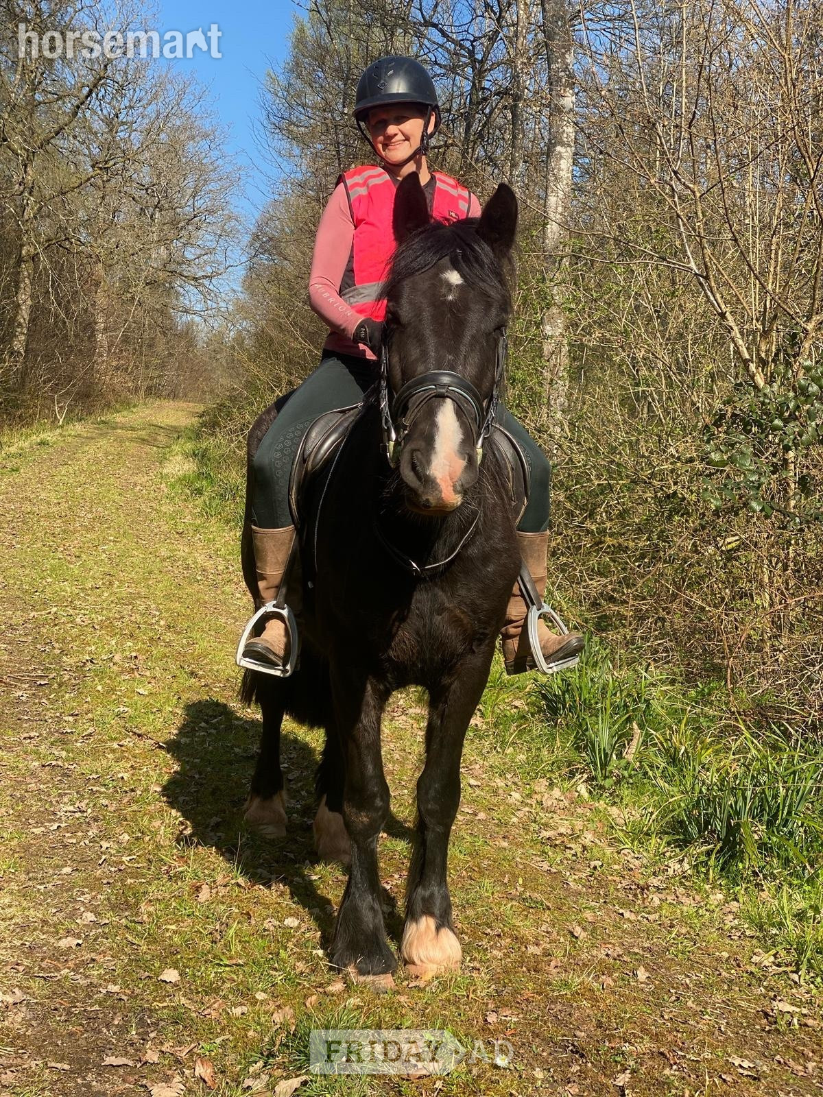 "Waffle" Black Gelding Happy Hacker