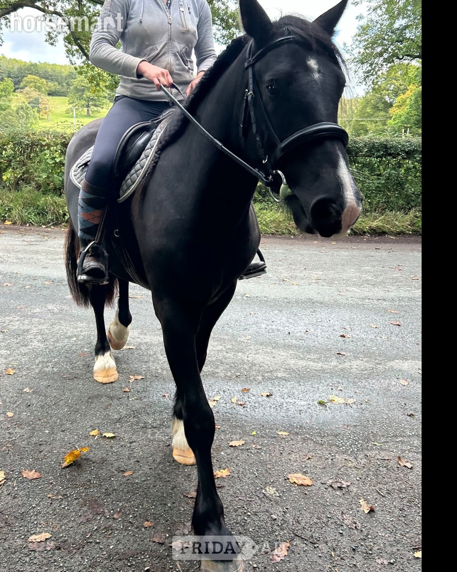 "Waffle" Black Gelding Happy Hacker in Hereford