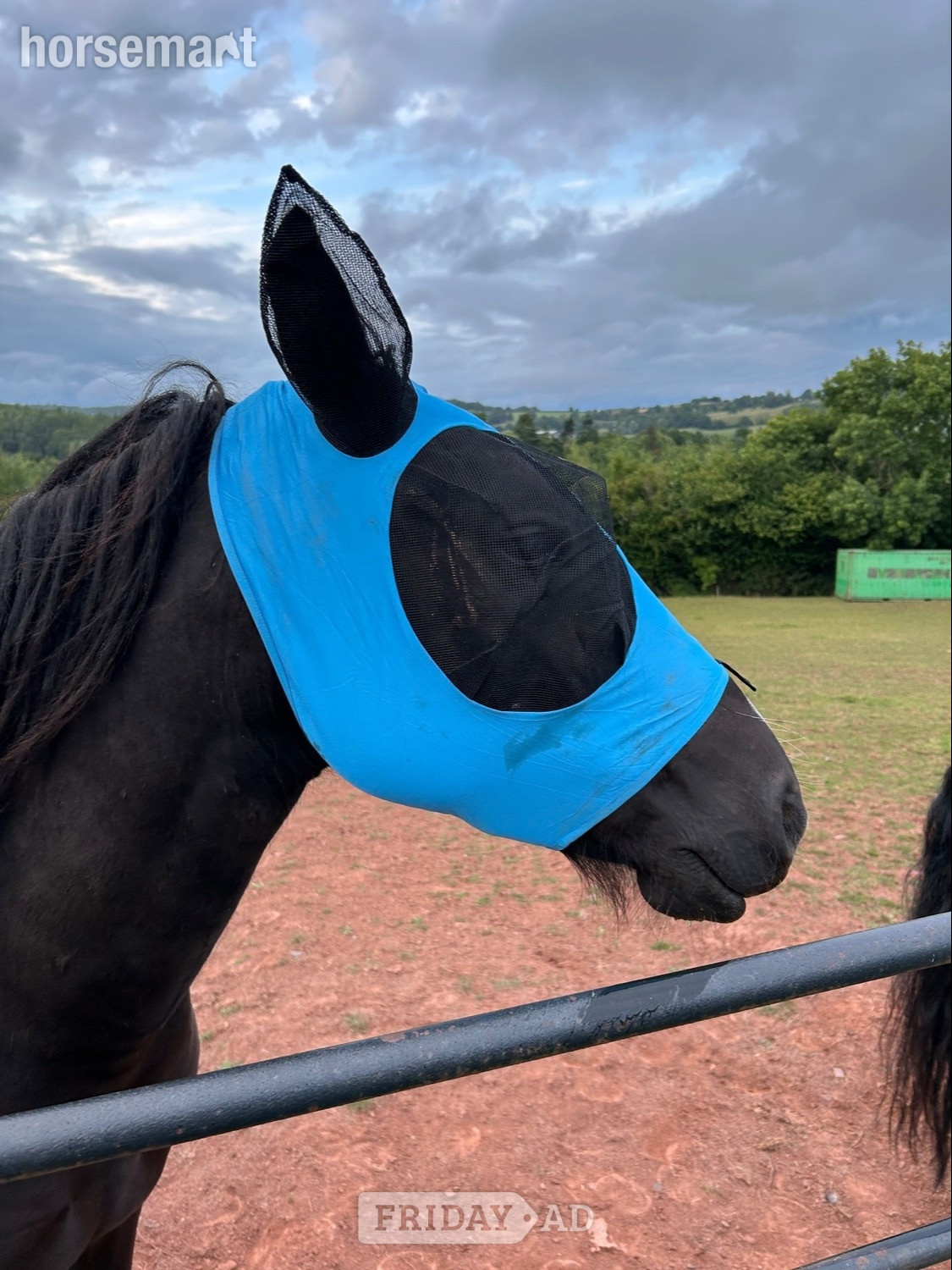 "Waffle" Black Gelding Happy Hacker - Horses in Hereford