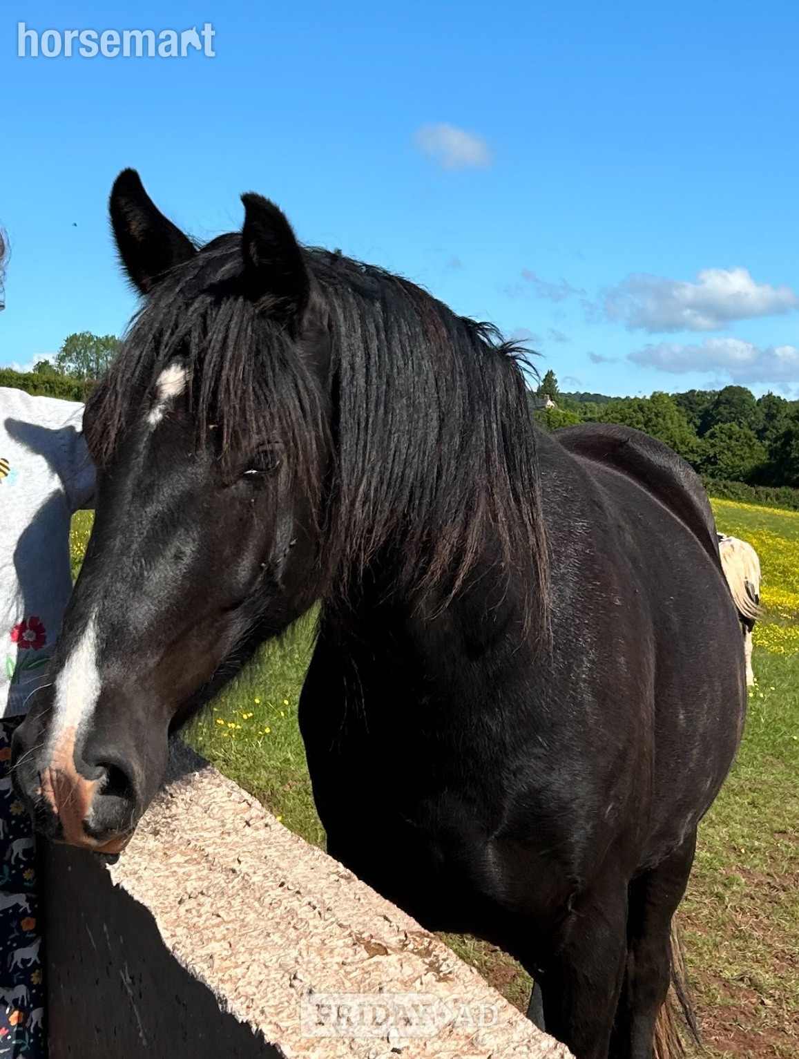 "Waffle" Black Gelding Happy Hacker - Horses