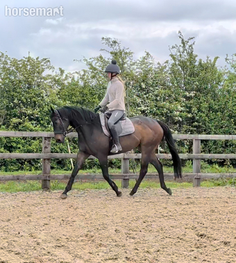 "Vintage Fashion (Dior)" Bay Mare Ex Racehorse