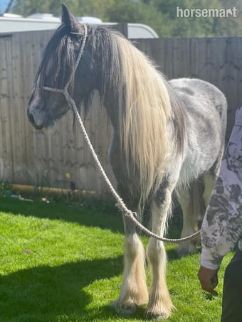 "Cyril " Blue &amp; White Gelding All Rounder