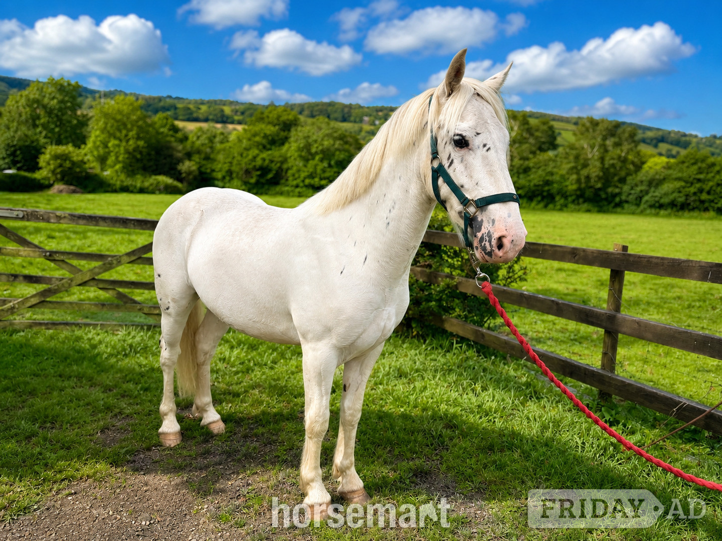 "Fenyx Rising" Few Spot Gelding Youngstock / Foal in Okehampton