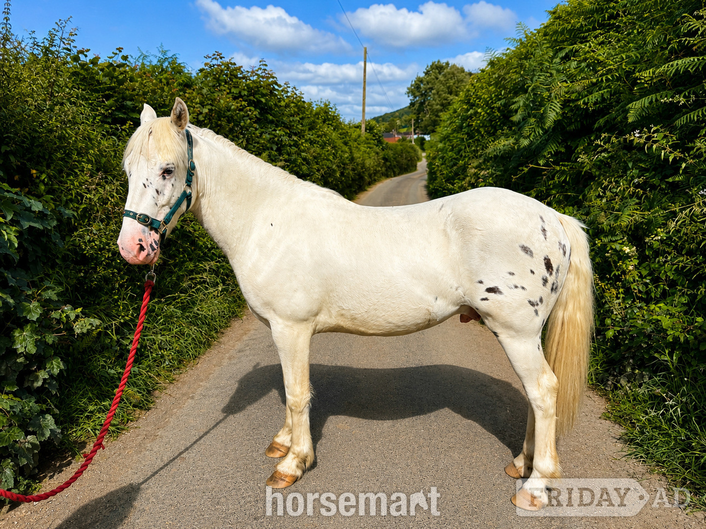"Fenyx Rising" Few Spot Gelding Youngstock / Foal