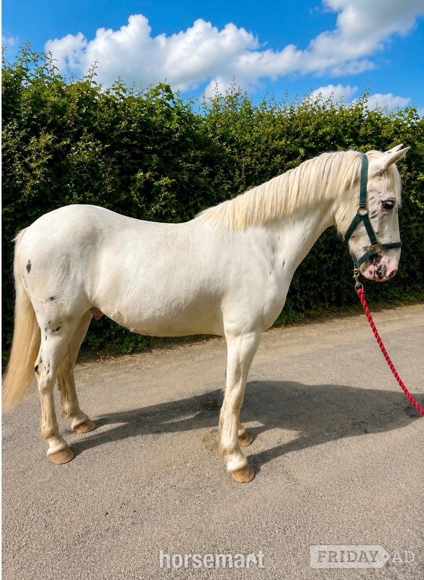 Okehampton "Fenyx Rising" Few Spot Gelding Youngstock / Foal