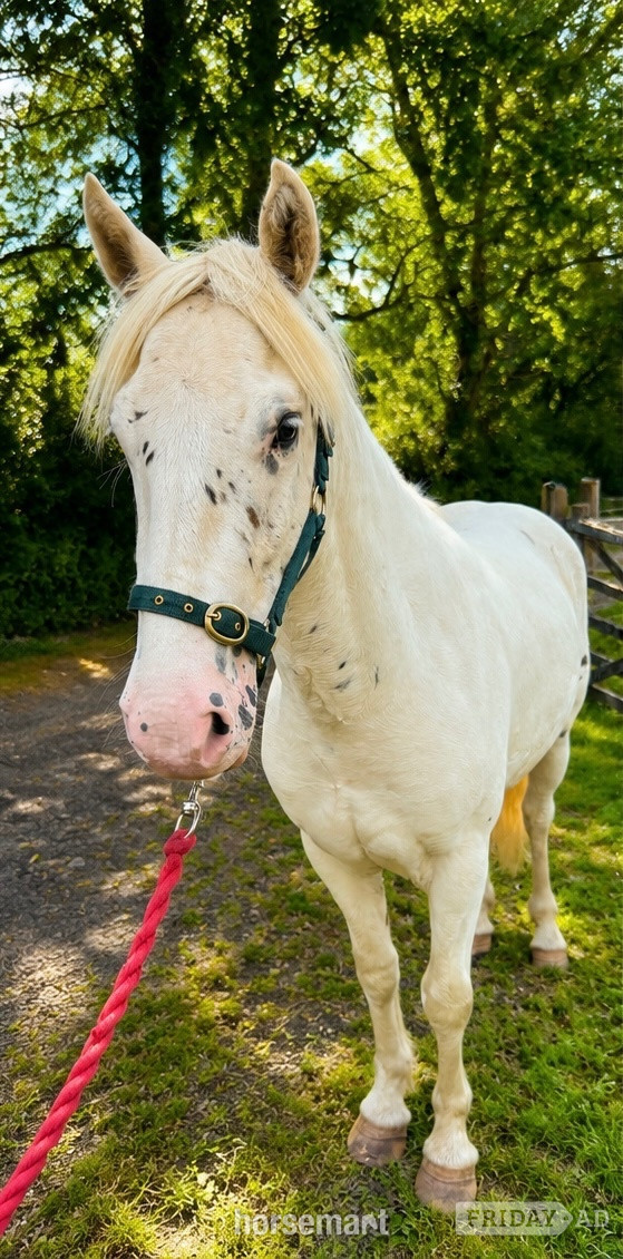 "Fenyx Rising" Few Spot Gelding Youngstock / Foal - Horses in Okehampton