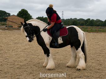 "Billy" Piebald Gelding Cob/Heavy Horse