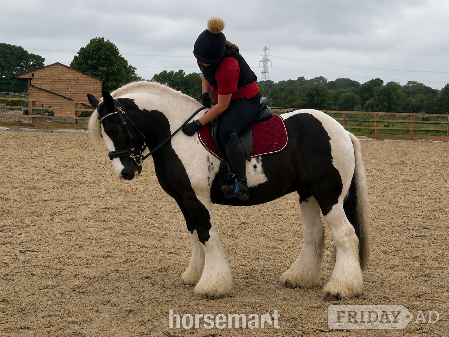 "Billy" Piebald Gelding Cob/Heavy Horse in Henfield