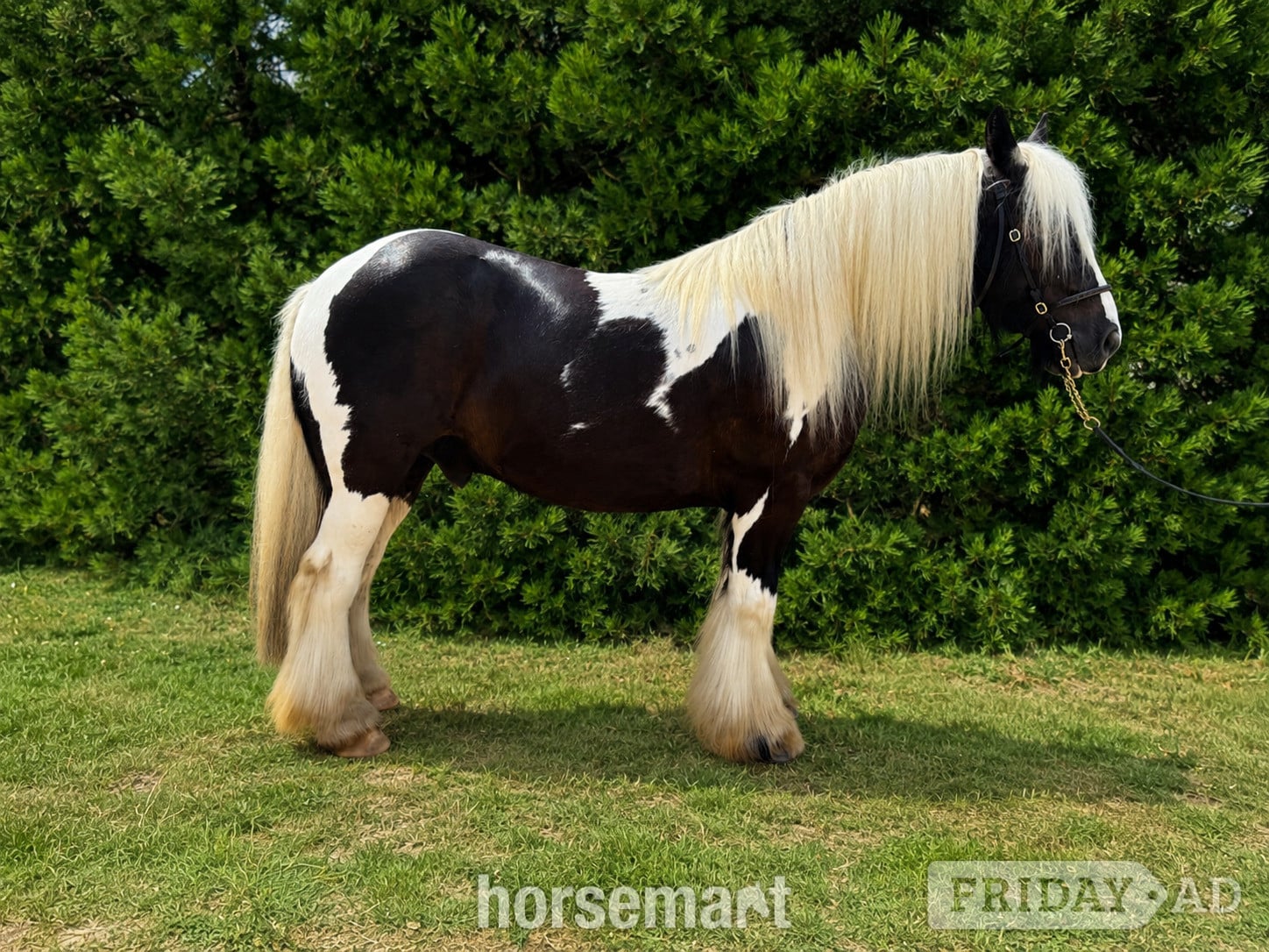 Henfield "Billy" Piebald Gelding Cob/Heavy Horse