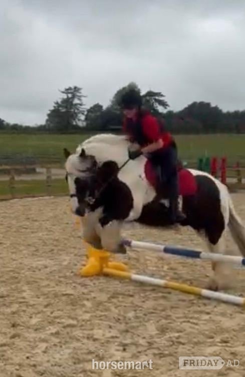"Billy" Piebald Gelding Cob/Heavy Horse - Horses in Henfield