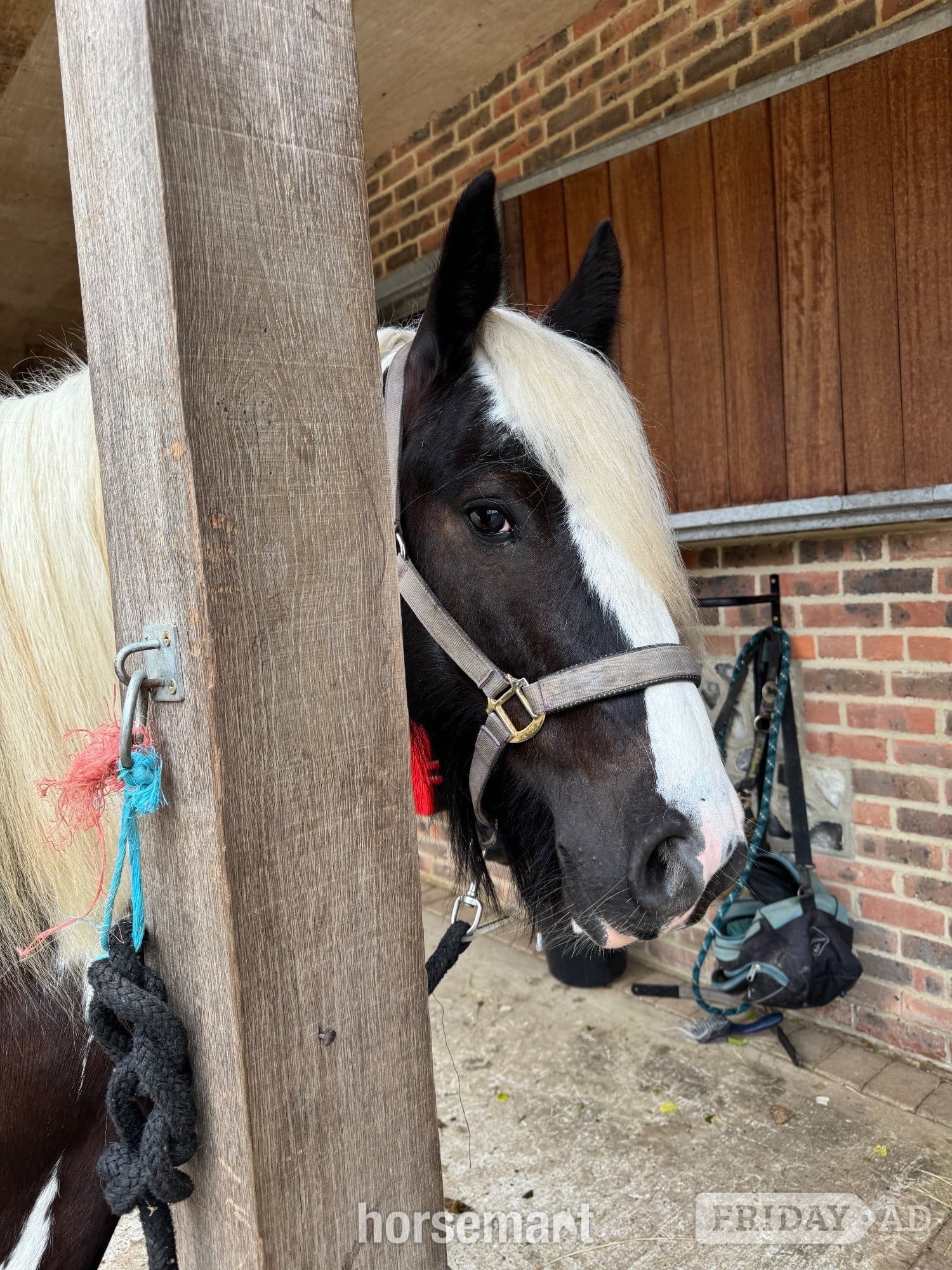 "Billy" Piebald Gelding Cob/Heavy Horse - Horses