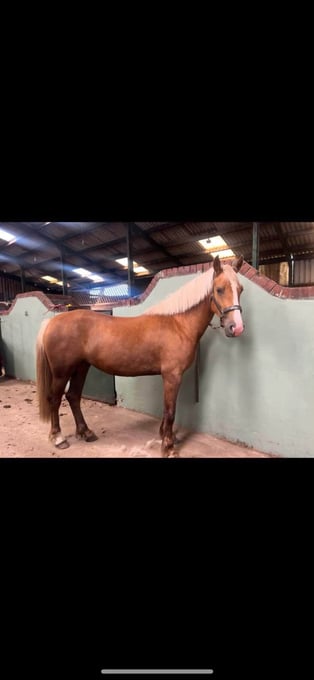 "CYNHEIDREFAWR OLIVIAR" Palomino Mare All Rounder