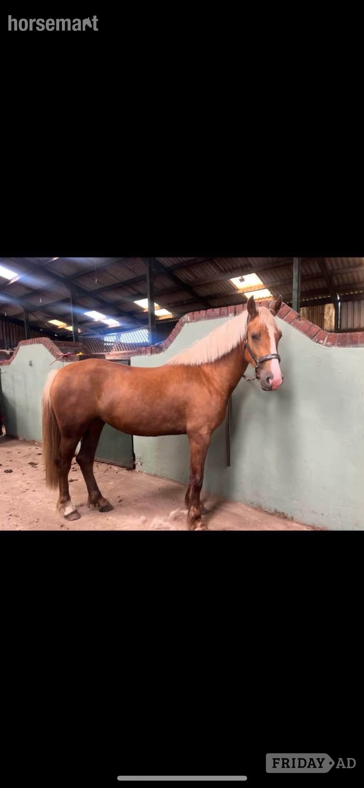 "CYNHEIDREFAWR OLIVIAR" Palomino Mare All Rounder in Carmarthen