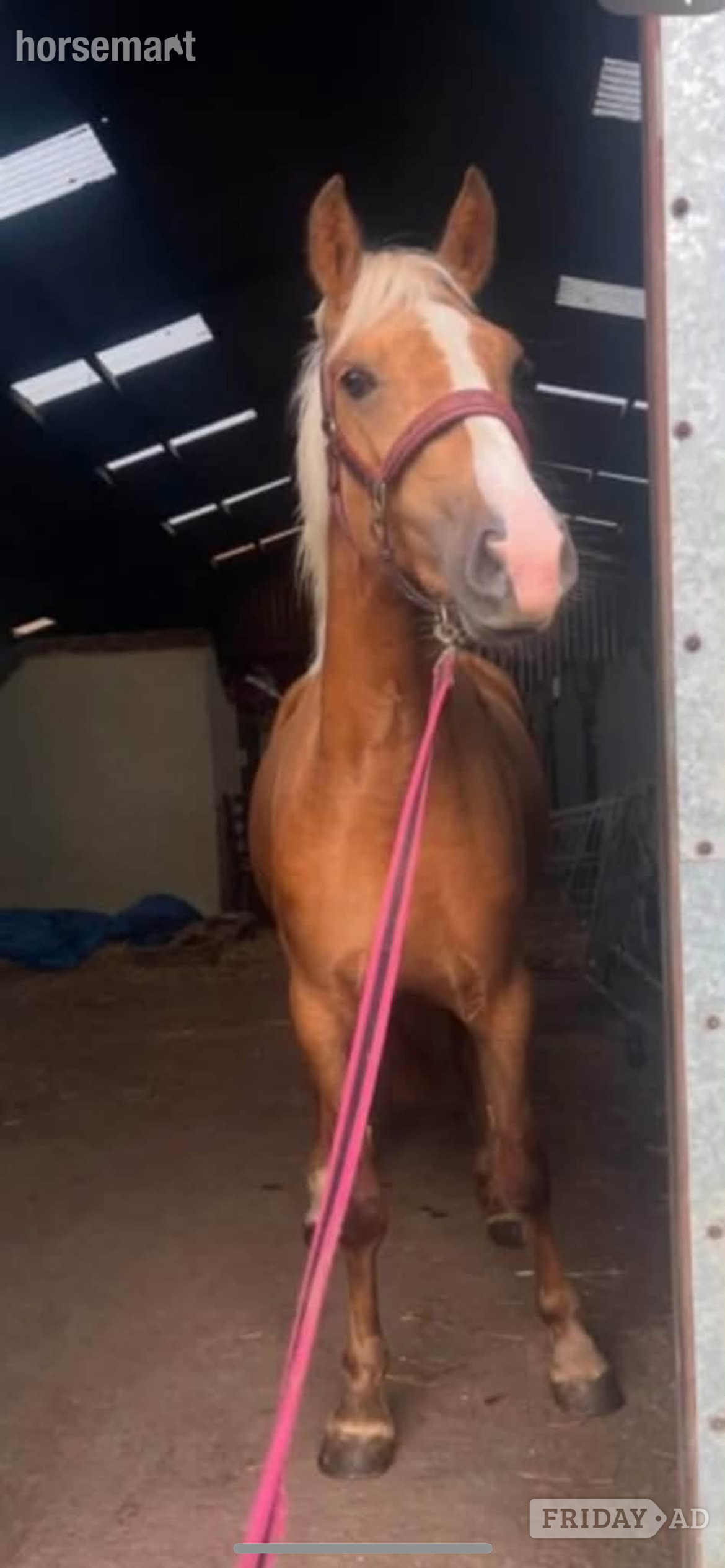 "CYNHEIDREFAWR OLIVIAR" Palomino Mare All Rounder