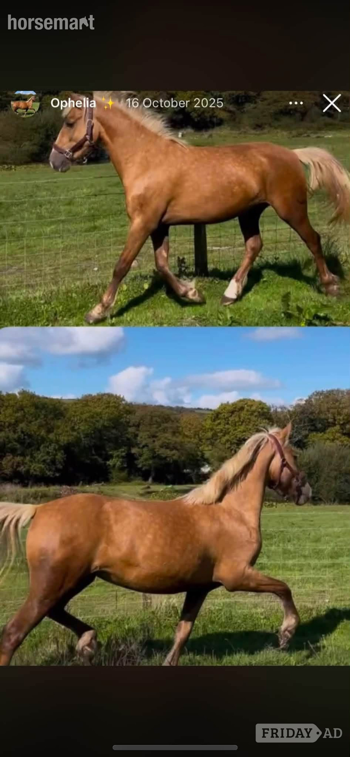 Carmarthen "CYNHEIDREFAWR OLIVIAR" Palomino Mare All Rounder