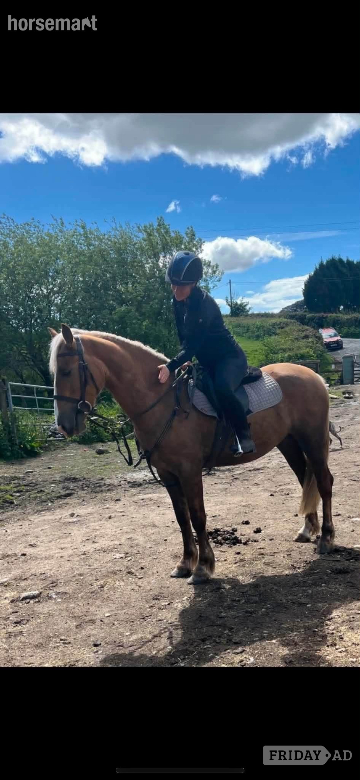 "CYNHEIDREFAWR OLIVIAR" Palomino Mare All Rounder - Horses in Carmarthen