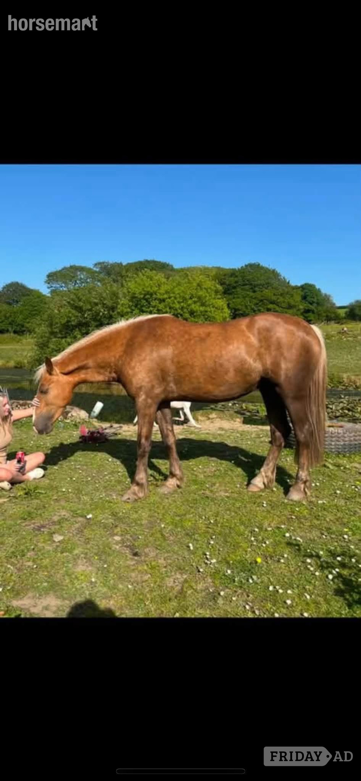 "CYNHEIDREFAWR OLIVIAR" Palomino Mare All Rounder - Horses