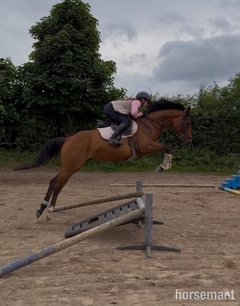 "Tory " Bay Mare All Rounder