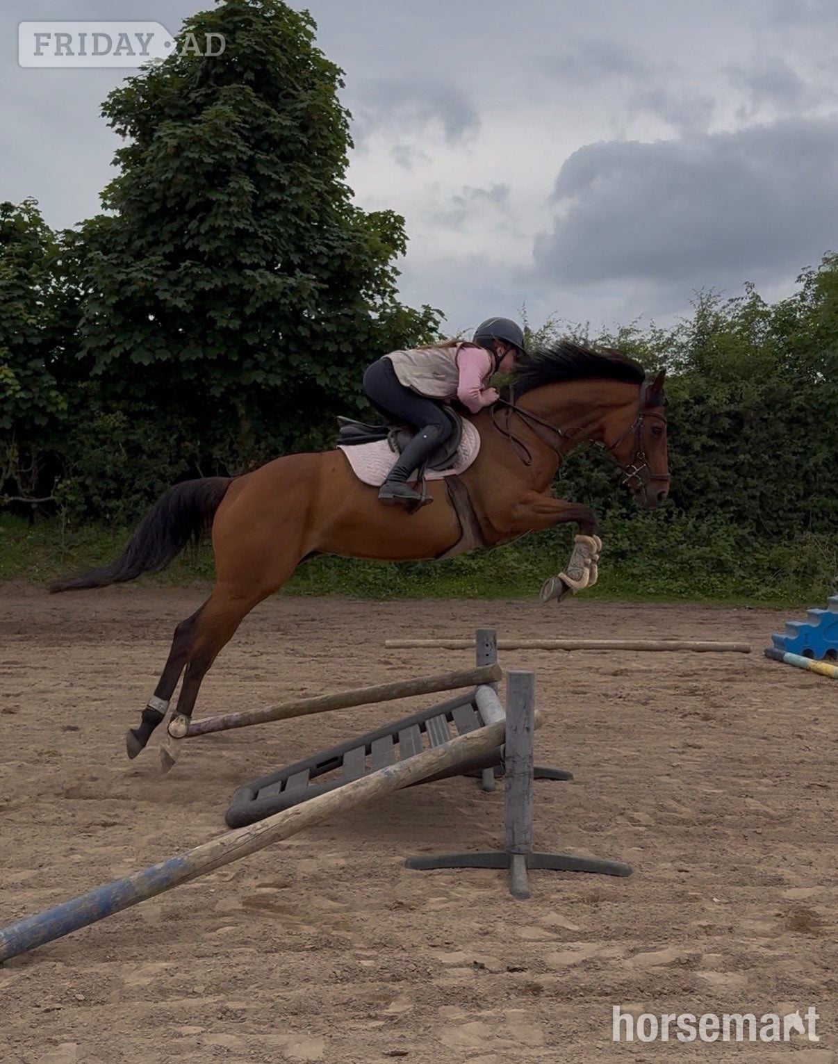 "Tory " Bay Mare All Rounder in Saintfield