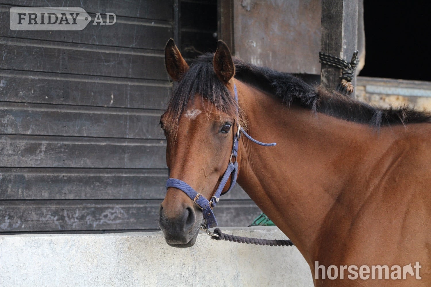 "Tory " Bay Mare All Rounder
