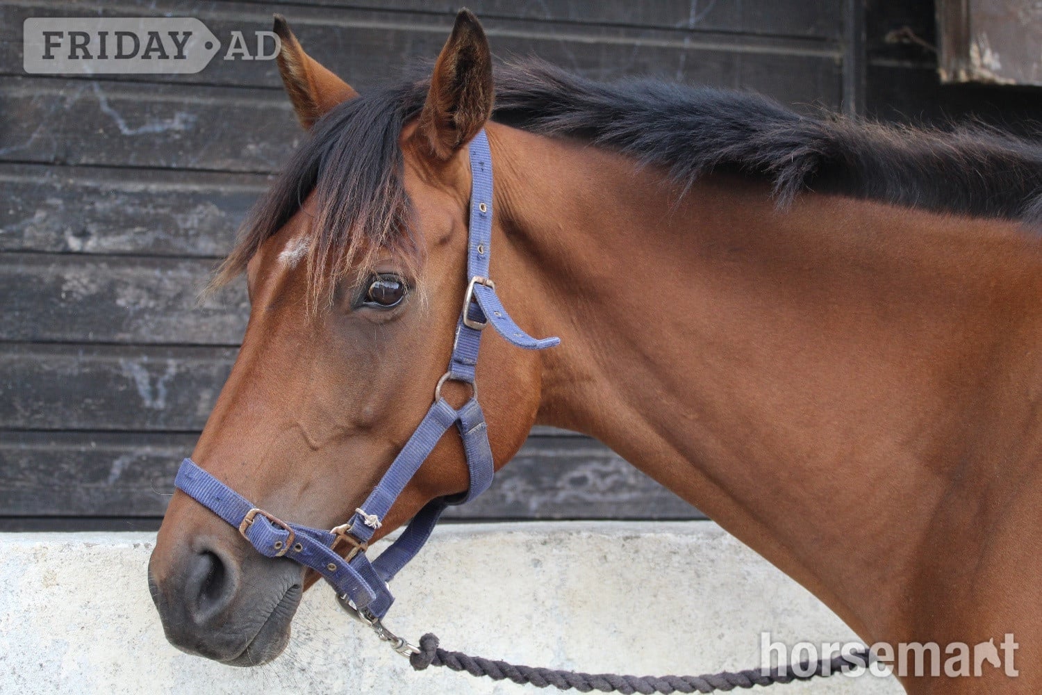 Saintfield "Tory " Bay Mare All Rounder