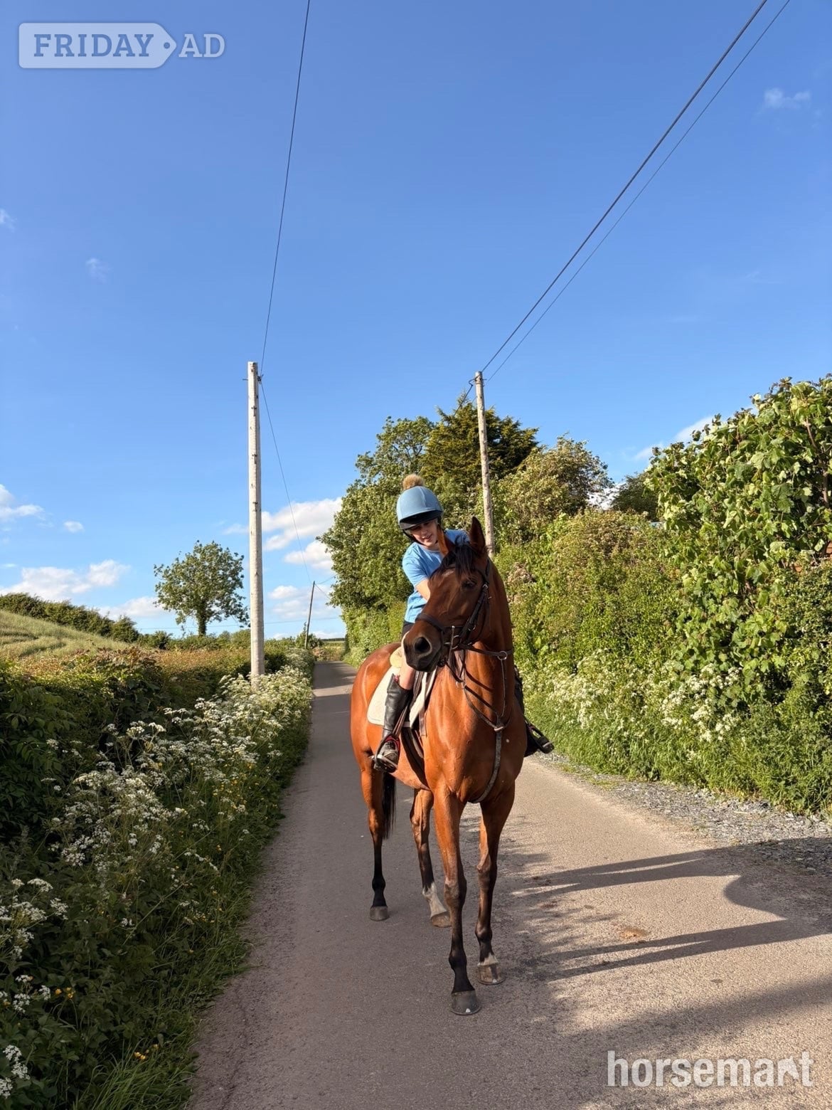 "Tory " Bay Mare All Rounder - Horses in Saintfield