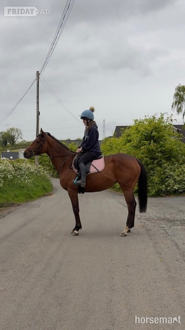 "Tory " Bay Mare All Rounder - Horses
