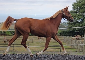 "Exceptional qauilty eye catching fillly" Chestnut Filly Youngstock / Foal