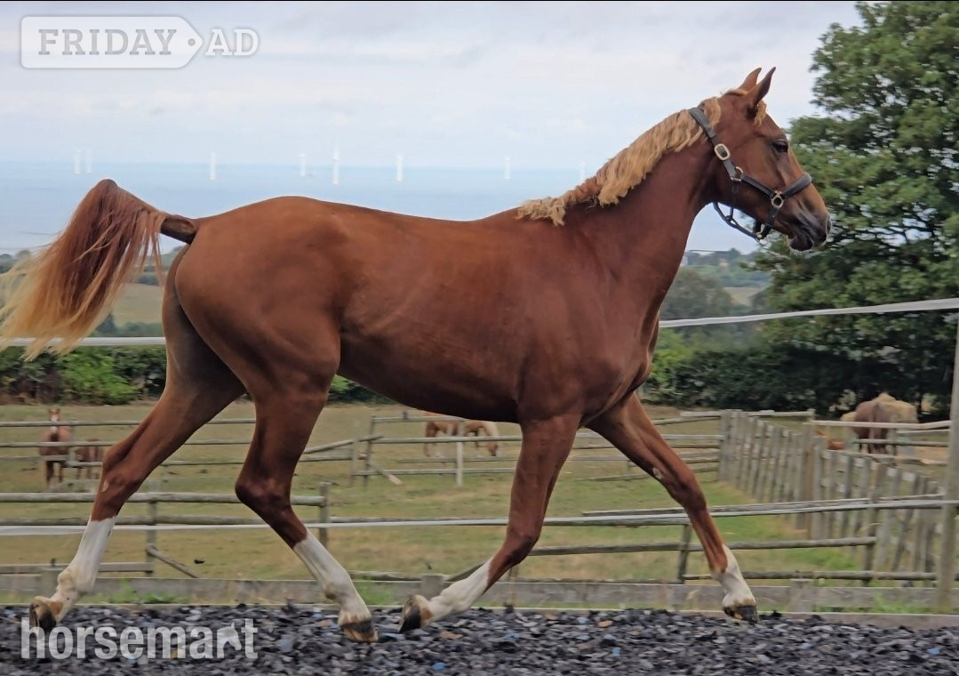 "Exceptional qauilty eye catching fillly" Chestnut Filly Youngstock / Foal in Holywell