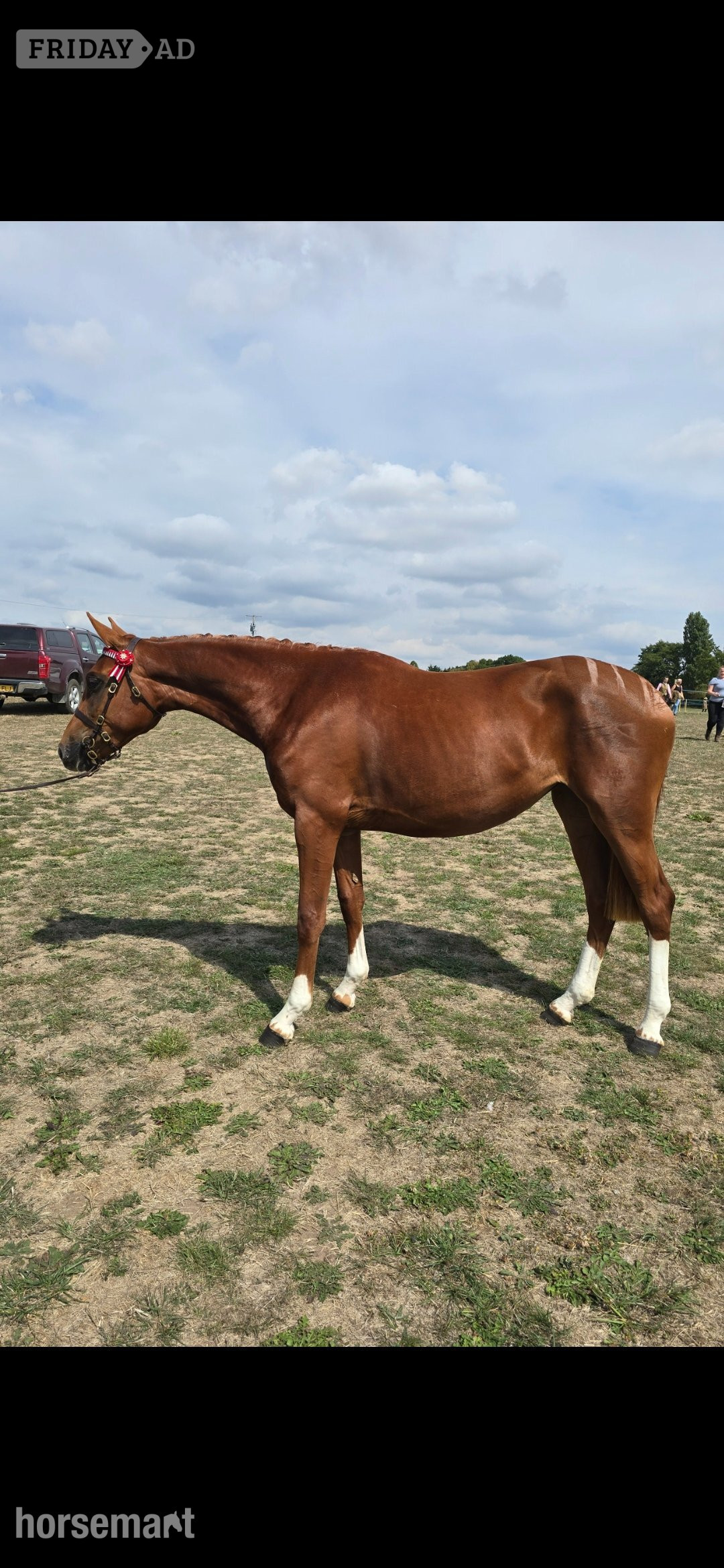 "Exceptional qauilty eye catching fillly" Chestnut Filly Youngstock / Foal