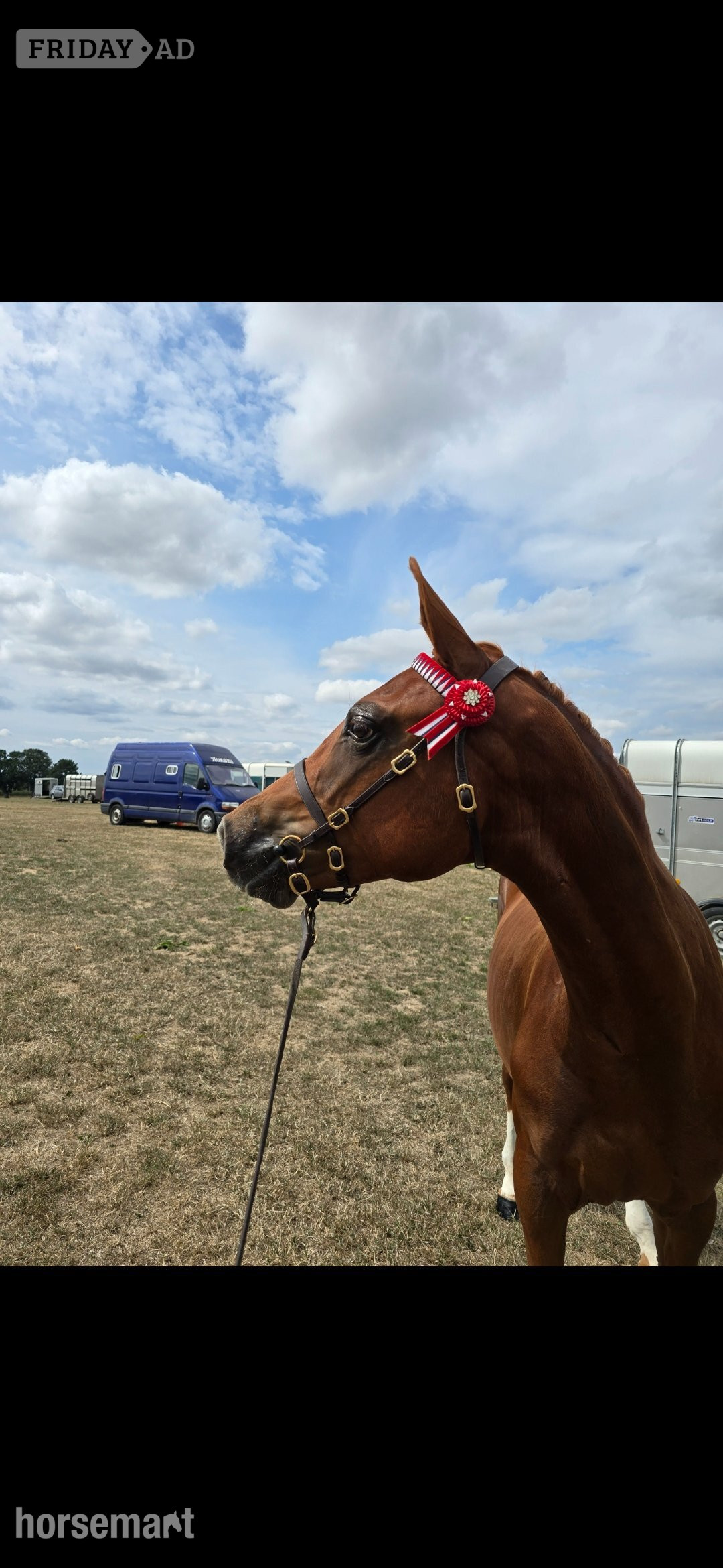 Holywell "Exceptional qauilty eye catching fillly" Chestnut Filly Youngstock / Foal