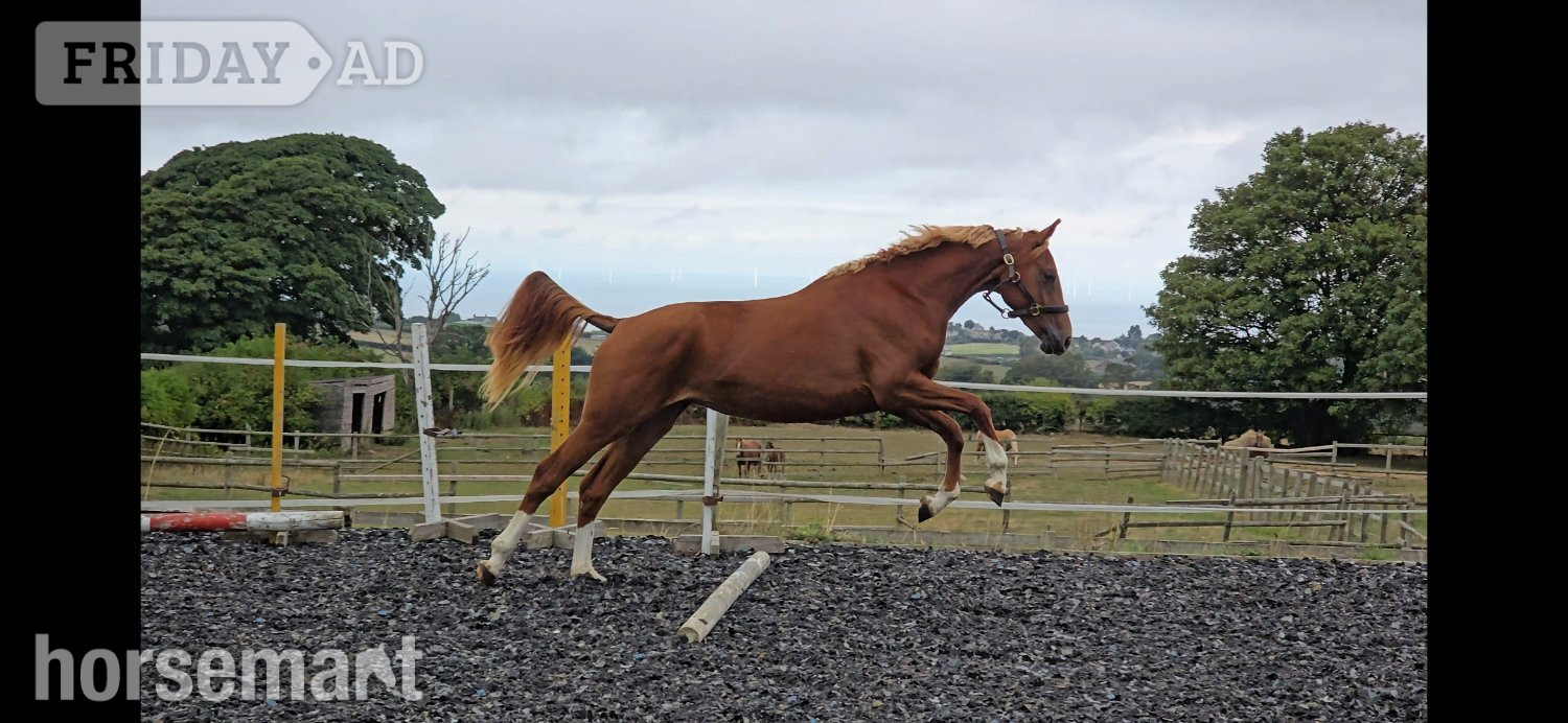 "Exceptional qauilty eye catching fillly" Chestnut Filly Youngstock / Foal - Horses in Holywell