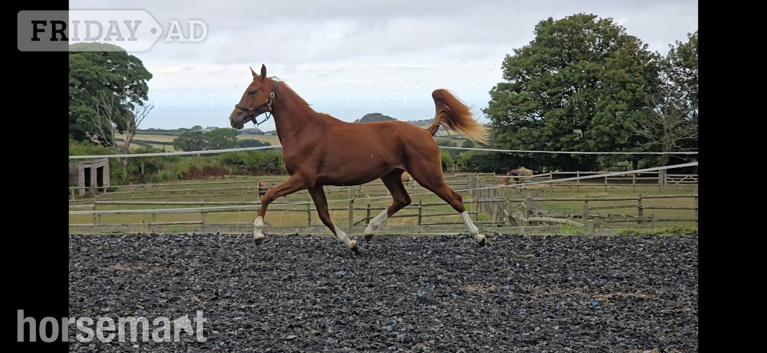 "Exceptional qauilty eye catching fillly" Chestnut Filly Youngstock / Foal - Horses