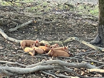 Tamworth weaners for sale